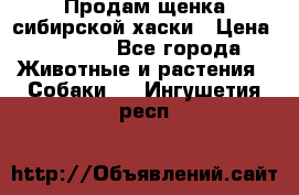 Продам щенка сибирской хаски › Цена ­ 8 000 - Все города Животные и растения » Собаки   . Ингушетия респ.